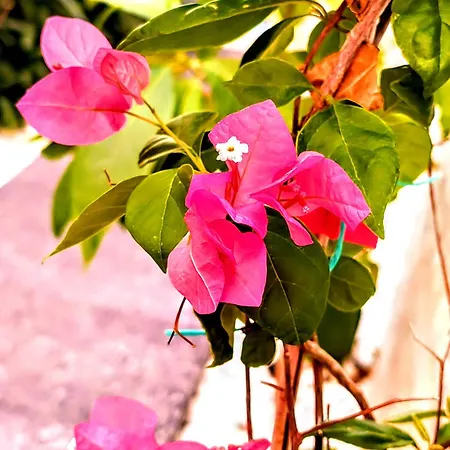 Yaman فيلة فتحية