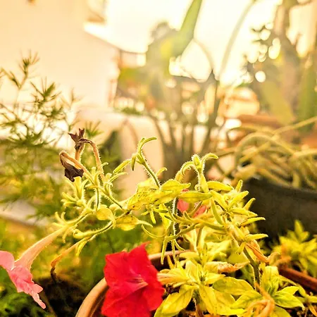 וילה Yaman פאטהיה